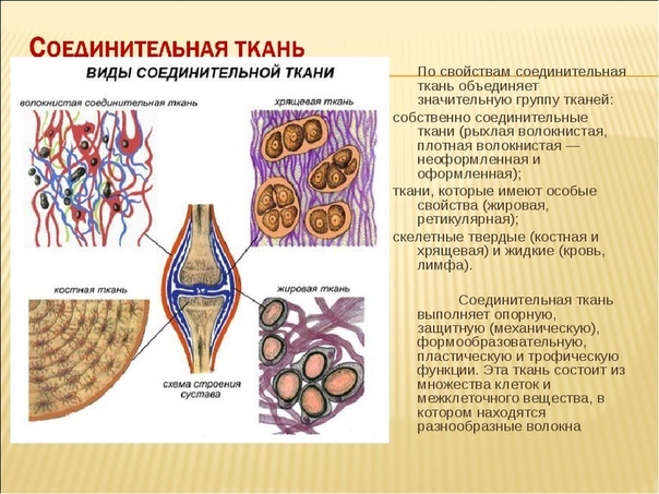 Соединительная ткань схема