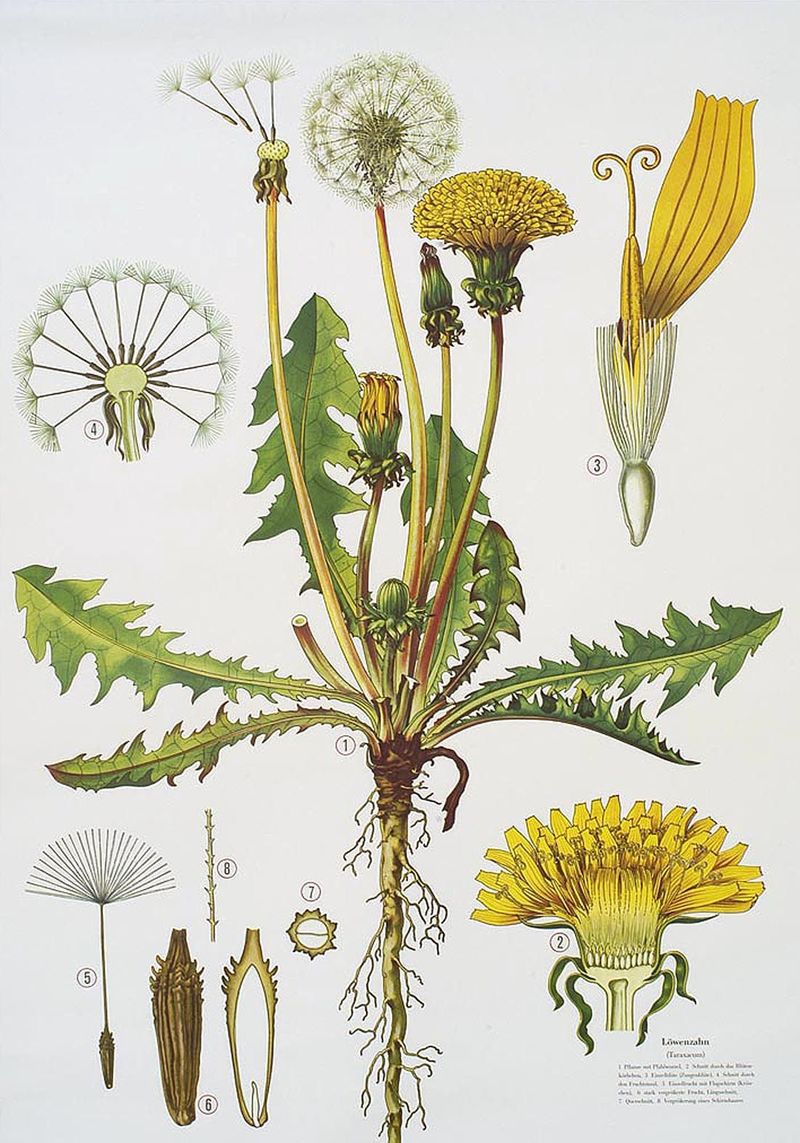 Одуванчик Taraxacum officinale