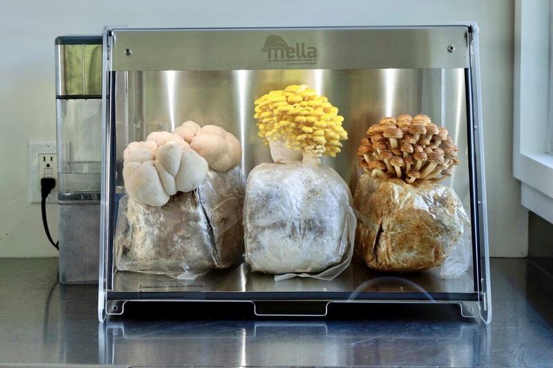 Mella стремится принести технологии выращивания грибов на кухни пользователей