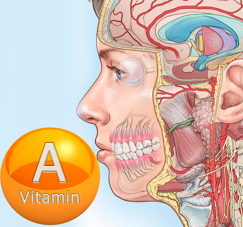 Польза витамина А и лучшие его источники