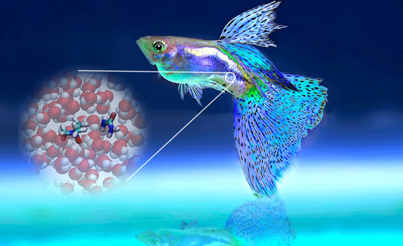 Как ТМАО из рыбы помогает в защите мозга от токсинов