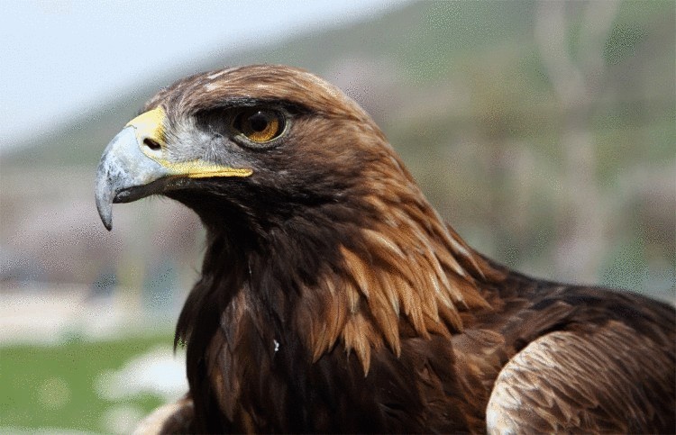 Три четверти видов птиц могут полностью исчезнуть