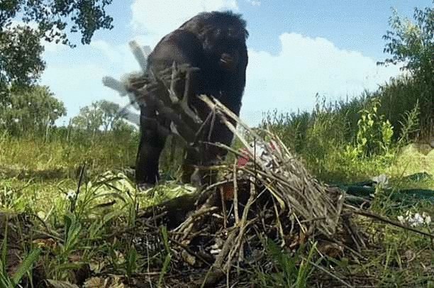 Удивительное видео — шимпанзе развел костер и приготовил десерт