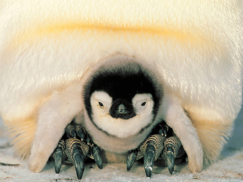 Императорские пингвины - в списке исчезающих видов