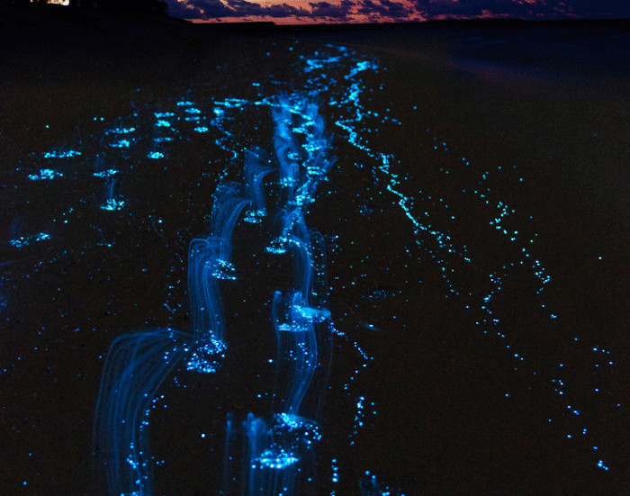  5 биолюминесцентных живых организмов, которые освещают мир	  