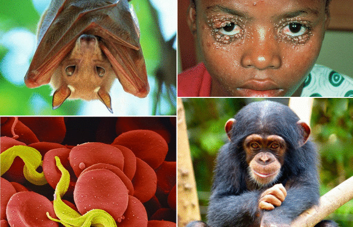 10 смертельных болезней, которыми человек может заразиться от животных
