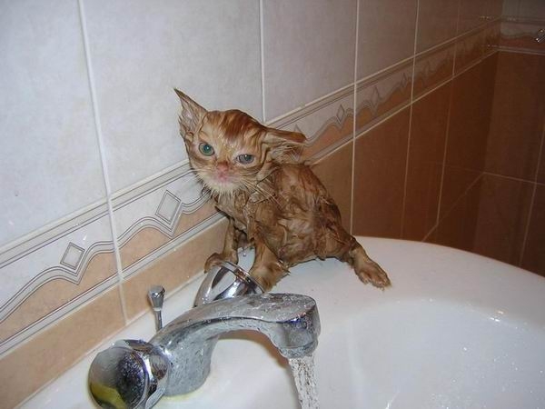Кошки и вода — миф о том, что они не любят воду