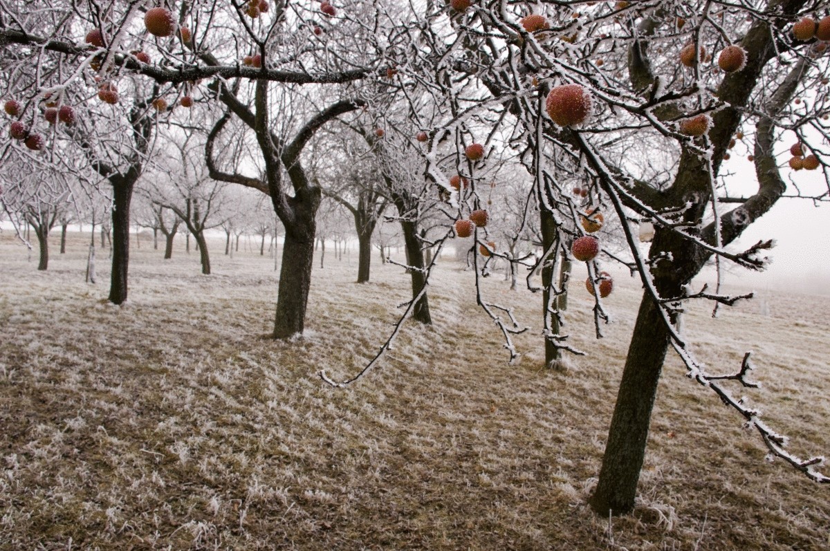 Яблоневый сад зима