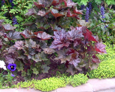 Как пурпурные и светлолистные растения влияют на восприятие пространства в Вашем саду