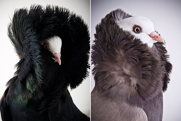 Необычные голуби в фотосессии Richard Bailey 
