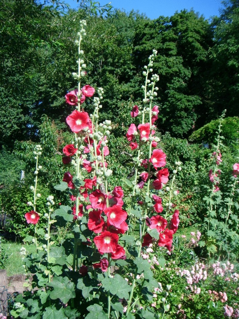 10 растений для вашего сада цветущих в июле