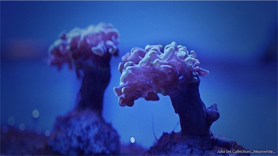 Красота подводного мира от итальянского режиссера-документалиста Sandro Bocci